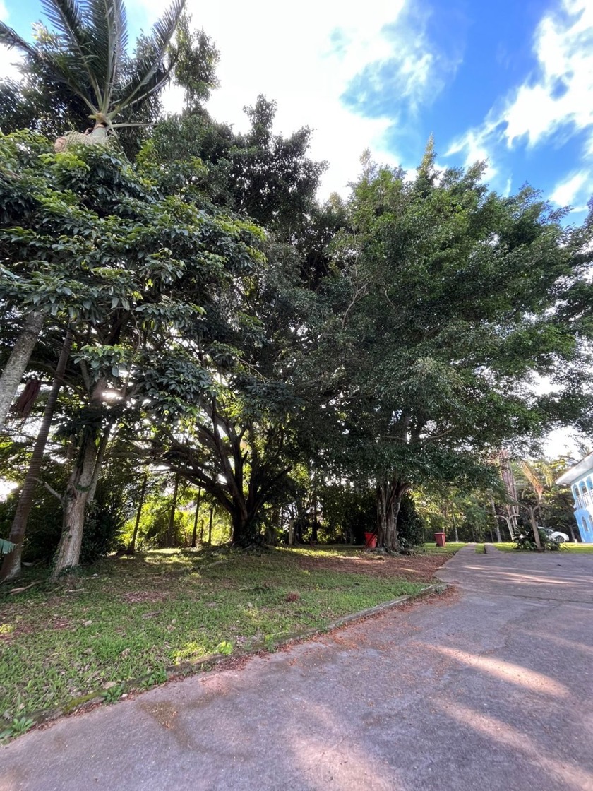 Entrada arborizada do Residencial Sagrada Família, com caminho entre árvores, em São José, perto de Biguaçu